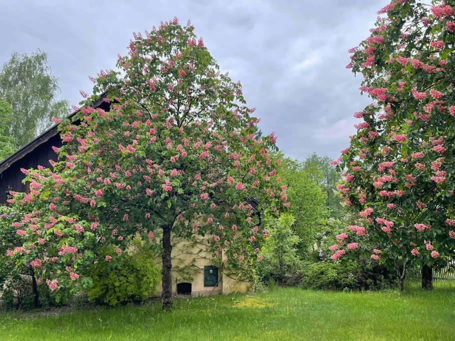 Komfortowy Dom W Lesie Holiday home Miedzichowo